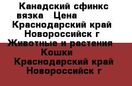 Канадский сфинкс вязка › Цена ­ 1 500 - Краснодарский край, Новороссийск г. Животные и растения » Кошки   . Краснодарский край,Новороссийск г.